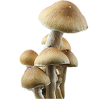 Psilocybe Cubensis Mckennaii Seringues de Spores